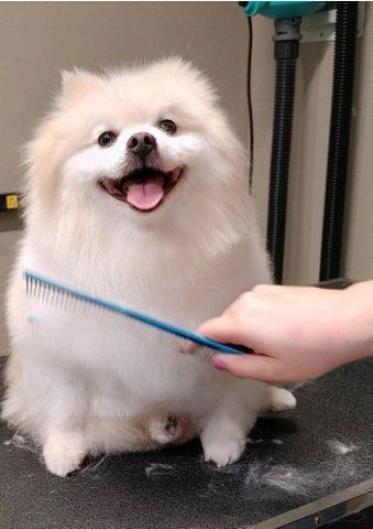 A white pomeranian dog is being brushed by a professional staff.