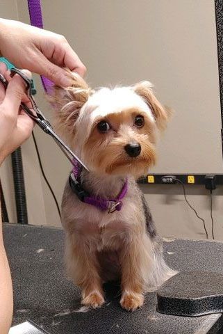 Professional dog grooming service