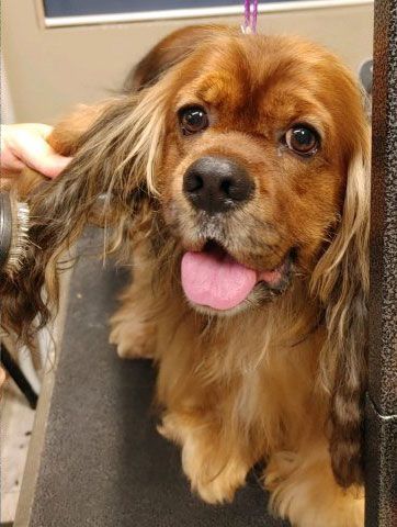 A cocker spaniel is sitting on a grooming table.