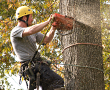 Tree removal