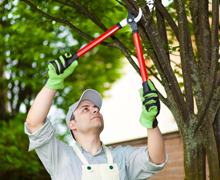 Tree trimming