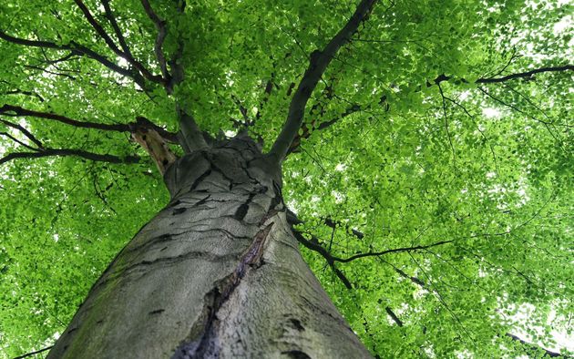 Upward view of a tall tree trunk with bright green leaves overhead