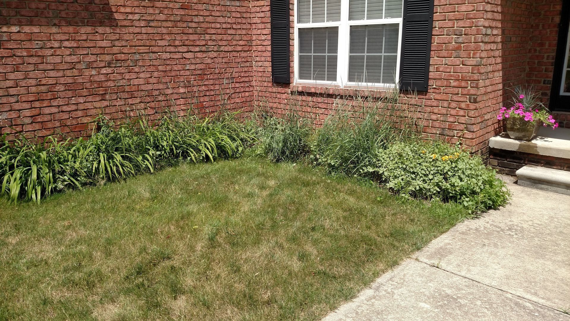Brick house wall with window, shrubs, and small lawn beside a concrete walkway.