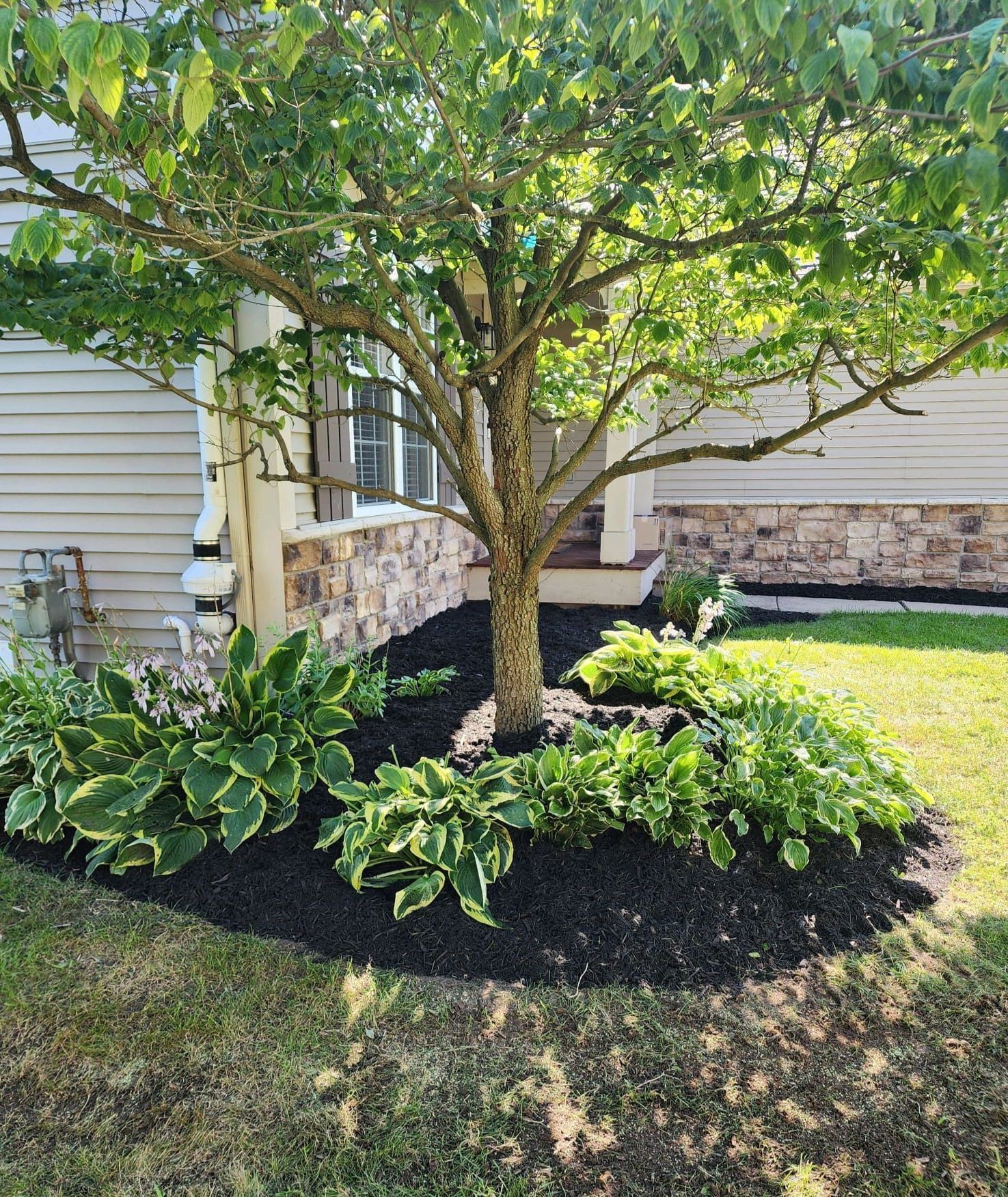 Landscaped front yard with a small tree, hostas, mulch bed, and a house exterior behind it