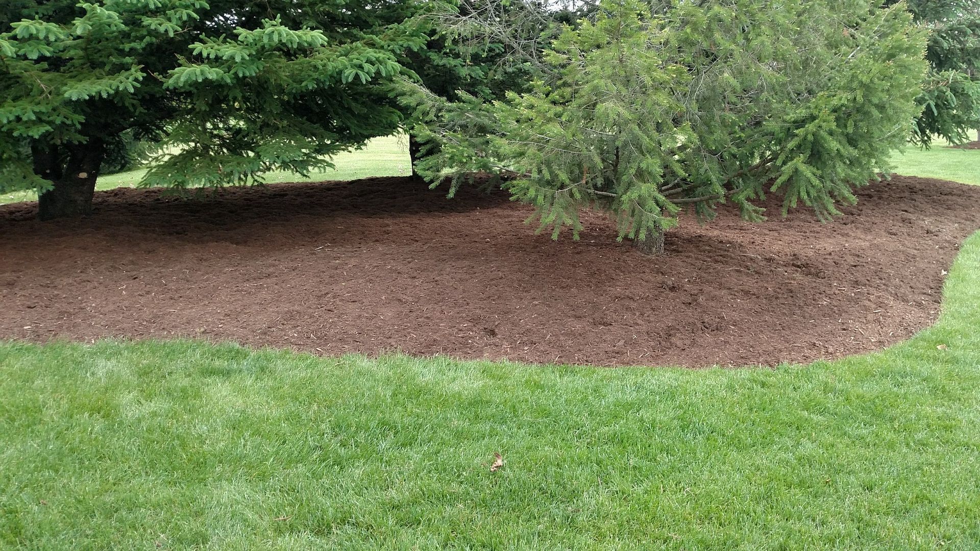 Mulched landscape bed beneath trees beside a green lawn