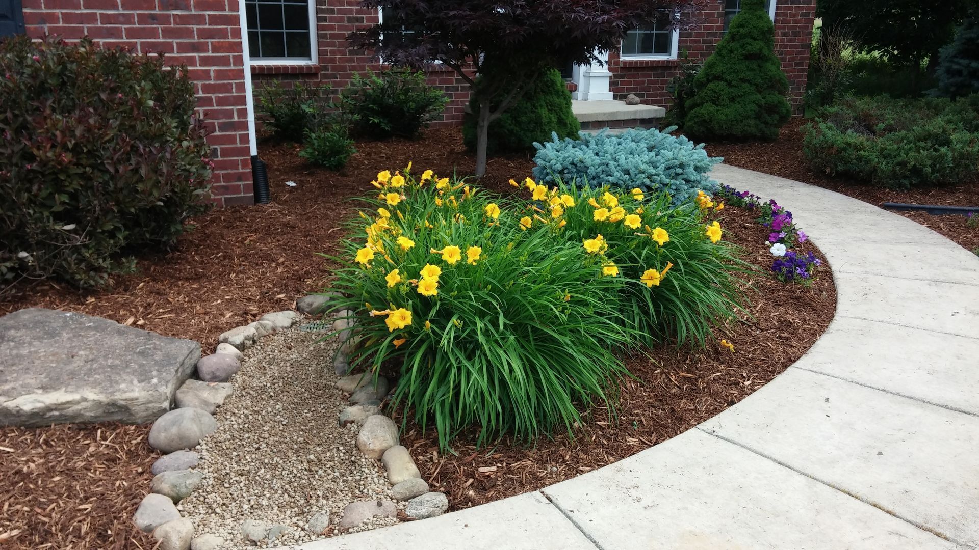 Curved garden bed with yellow flowers, mulch, rocks, and a concrete walkway beside a brick house
