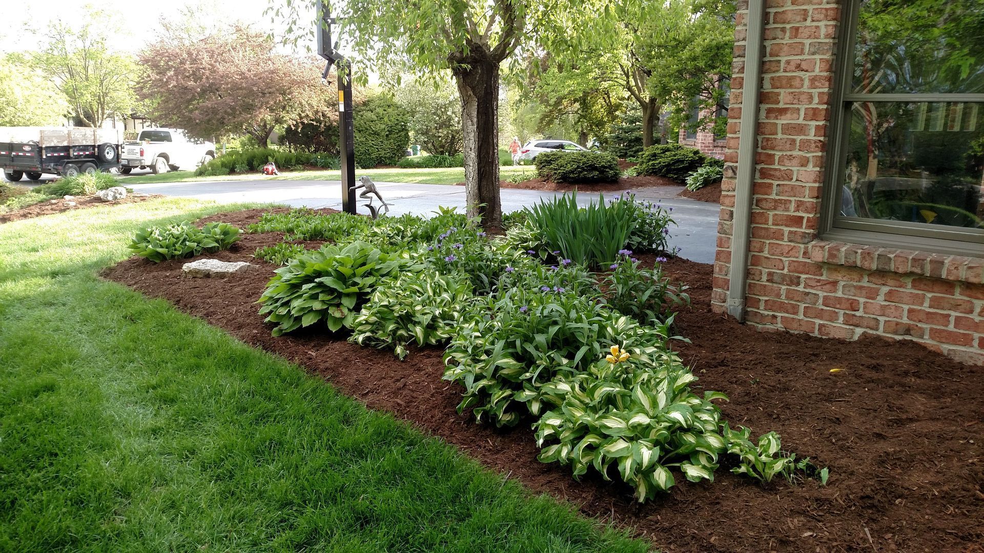 Mulched flower bed with hostas beside a brick house and green lawn under trees