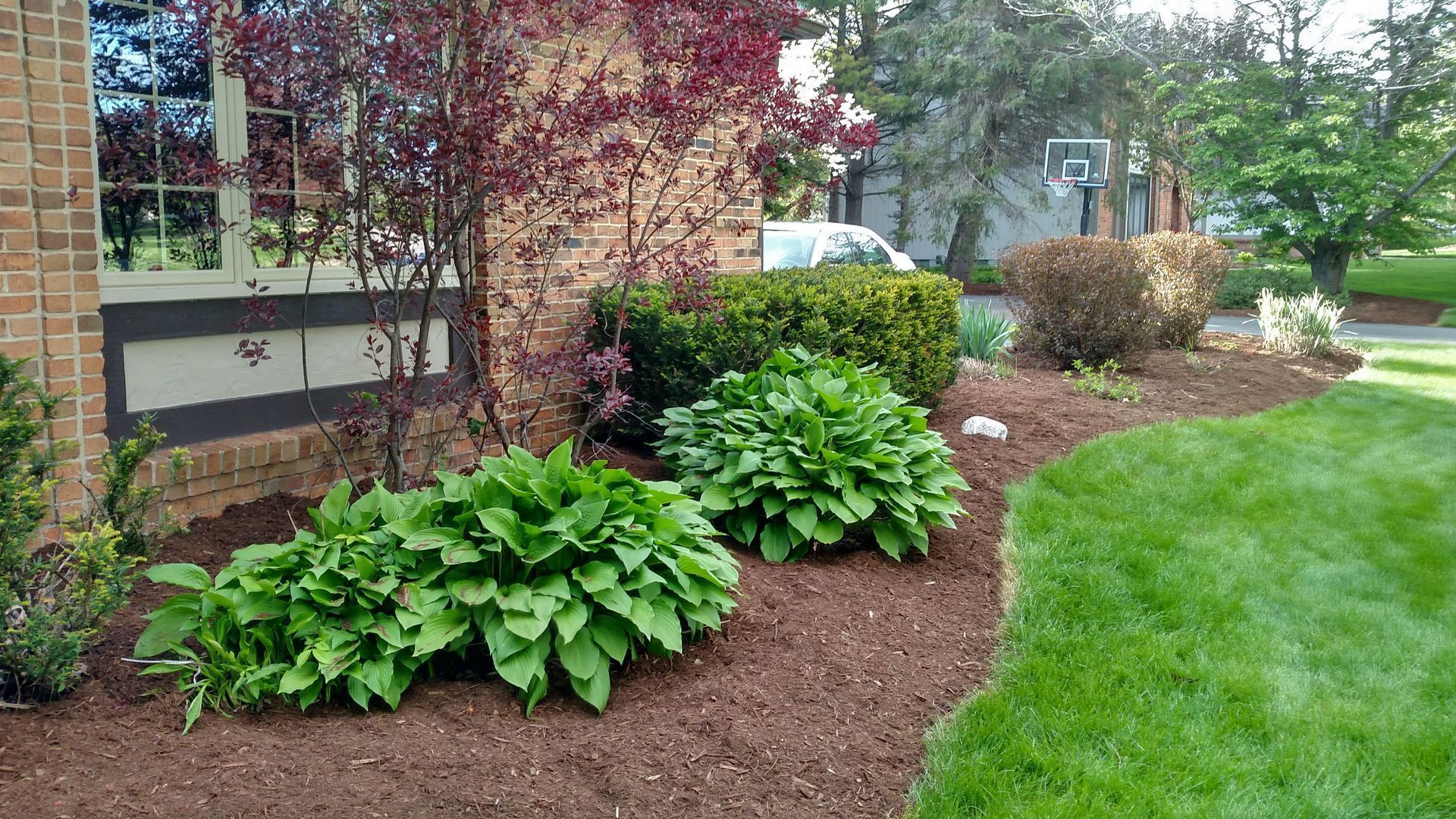 Mulched garden bed with green hostas and shrubs beside a brick house and lawn