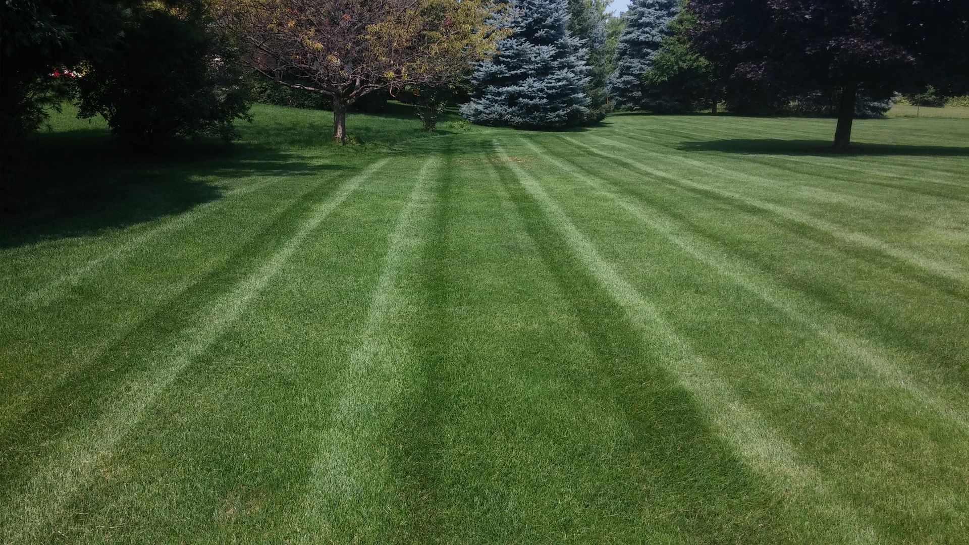 Freshly mowed green lawn with striped grass and trees in the background