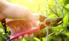 Tree pruning