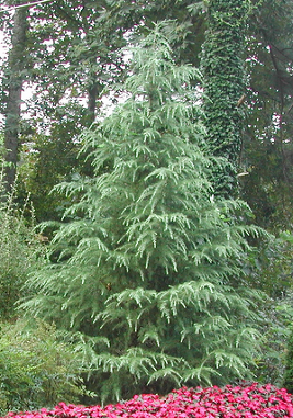 Deodar Cedar
