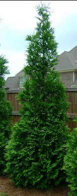 Green Giant Arborvitae
