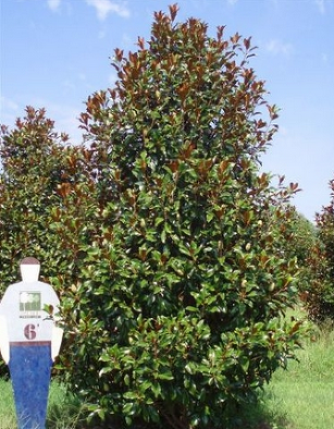 Bracken Brown Beauty Magnolia