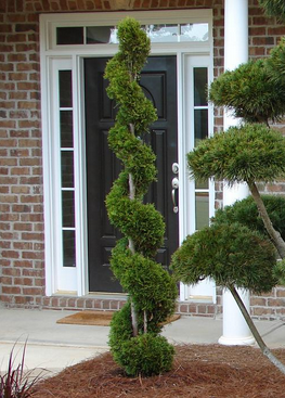 Emerald Green Arborvitae Spiral