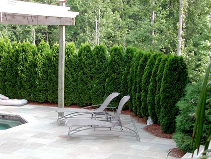 Emerald Green Arborvitae Hedge