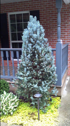 Columnar Blue Spruce