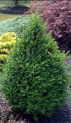 Green Mountain Boxwood