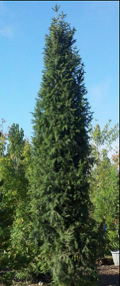 Columnar Norway Spruce