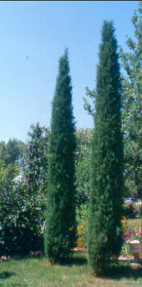 Taylor Juniper  Possible Italian Cypress Alternative