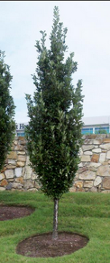 Columnar English Oak