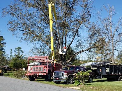 Commercial Tree Service