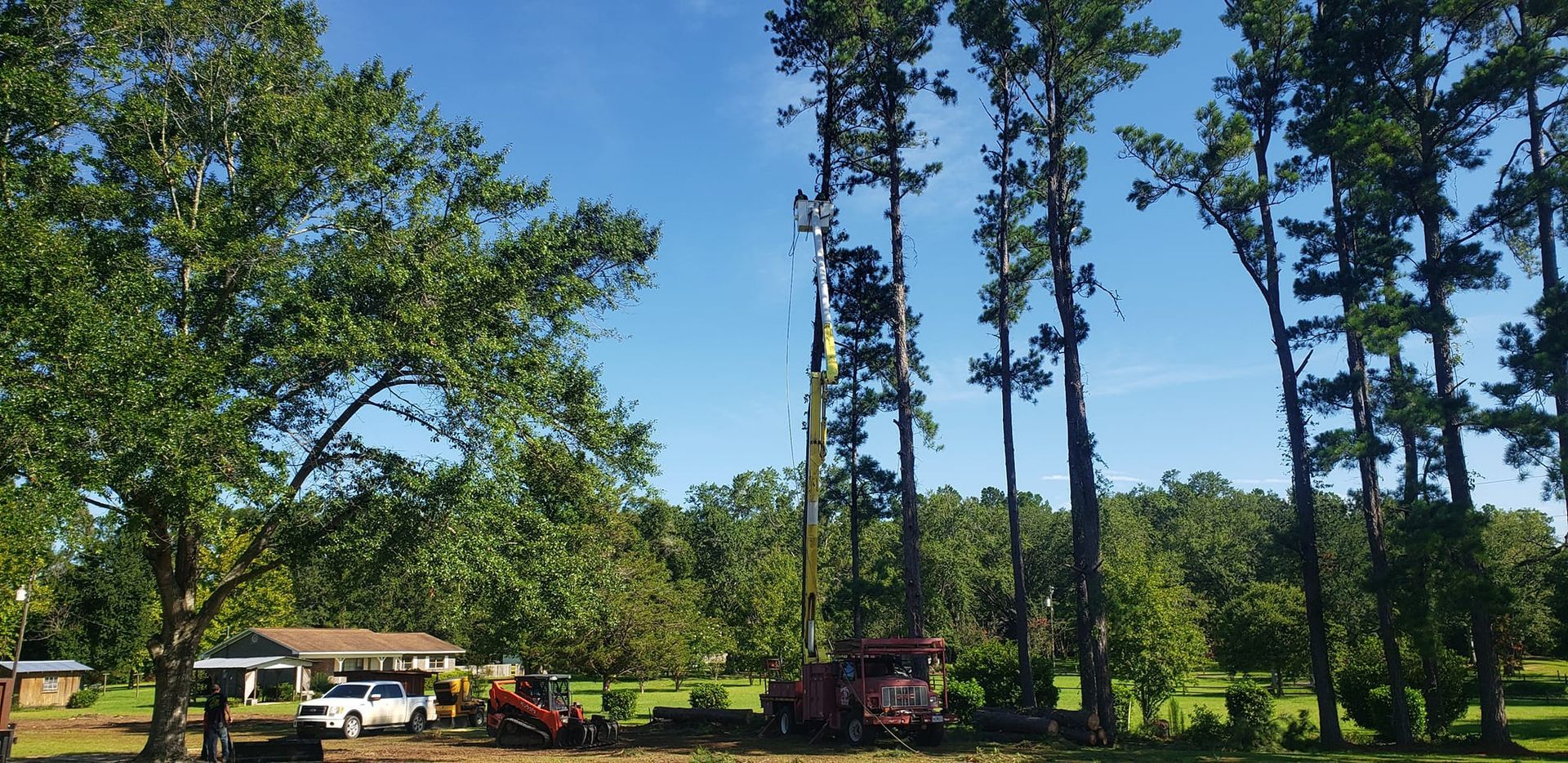 A row of trees in a field with a house in the background.