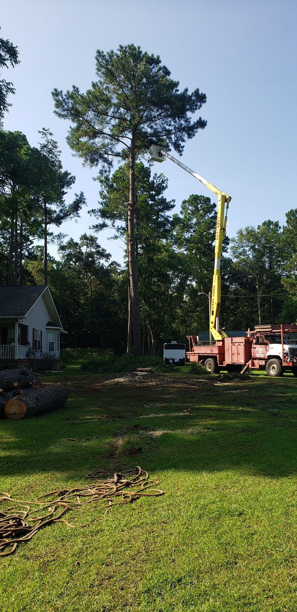 A crane is cutting down a large pine tree in a yard.