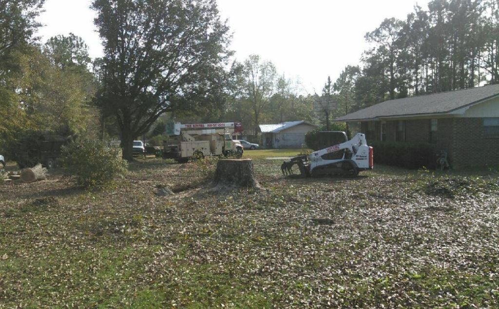 Tree Removal Service