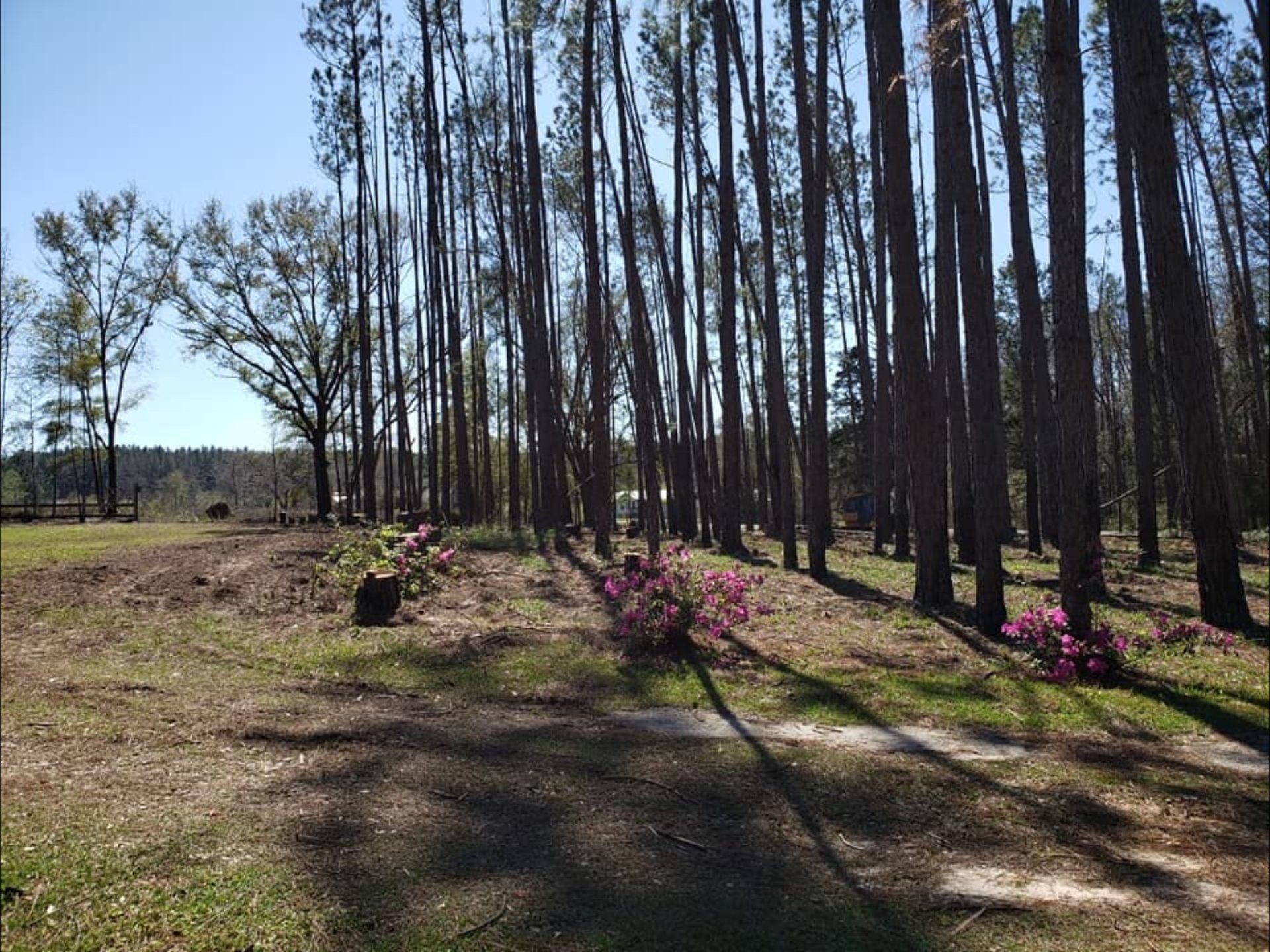 A row of trees in a forest with pink flowers in the foreground