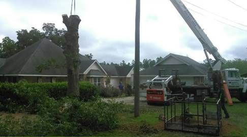 Tree Service