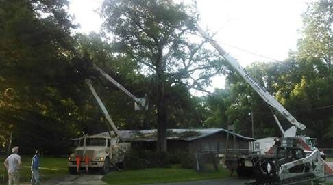Tree Service