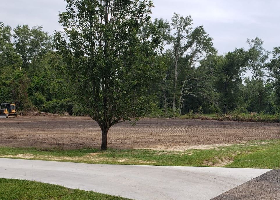 A tree is in the middle of a dirt field next to a concrete driveway.