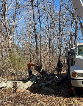 Men cutting a tree into sections, with a truck on the right. Logs and branches litter the ground in a wooded area.