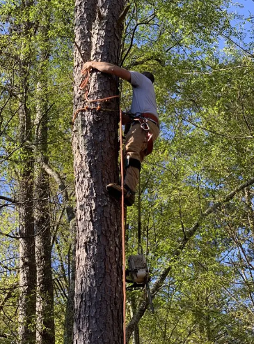 Person climbing a tree, secured by ropes and harness, with a blue sky background.