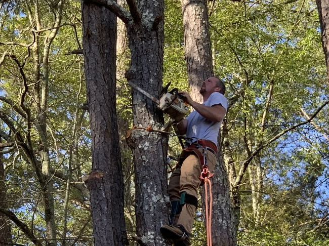 Arborist cutting a tree limb with a chainsaw while secured with a harness.