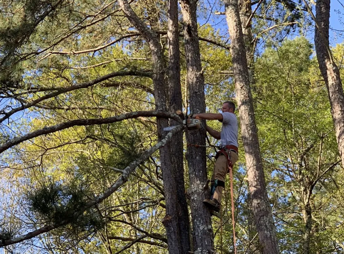 Arborist using a chainsaw to trim a tree branch, secured by a rope in a sunny forest setting.