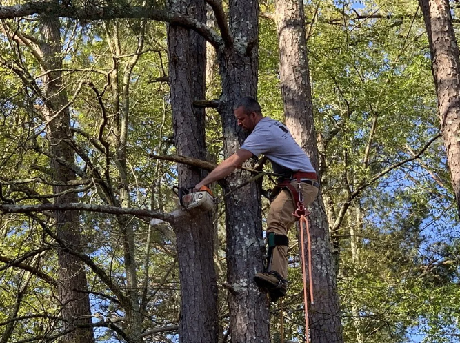 Arborist in a tree, using a chainsaw. Wearing safety gear. Forest background.