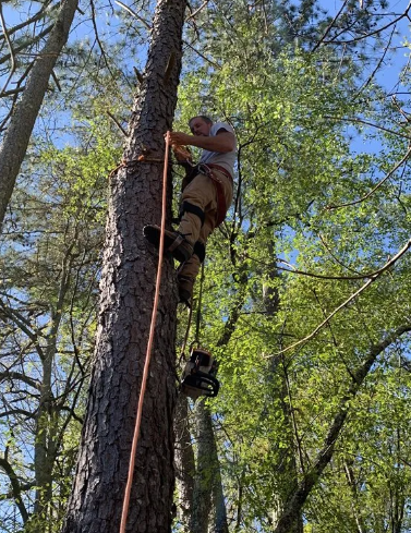 Man climbing a tall tree with safety harness and rope on a sunny day.