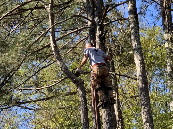 Man in tree trimming branches, wearing safety gear. Blue sky and foliage in the background.
