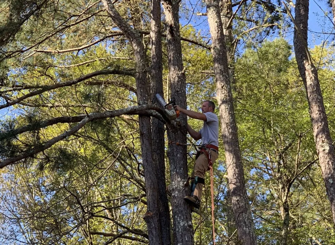 Man in harness uses chainsaw to trim a tree branch, outdoors, bright sunlight.