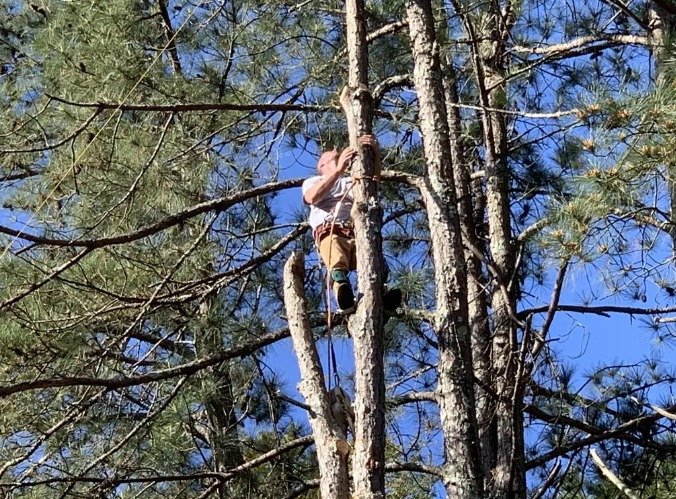 Person climbing a tall tree, using ropes. Clear blue sky in the background.