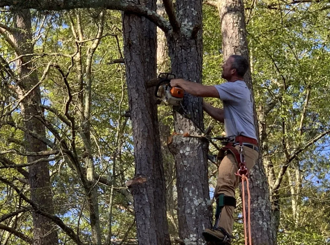 Arborist using a chainsaw while secured in a tree, with surrounding trees and sky visible.