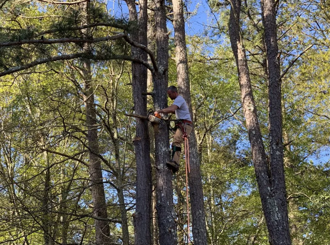 Man using a chainsaw while secured to a tall tree, outdoors on a sunny day.