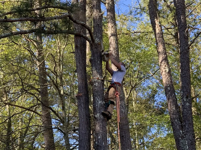 Person climbing a tall tree with ropes, wearing safety gear, outdoors in a forest.