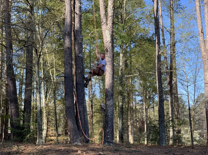 Person climbing a tall tree with rope, in a forest setting.