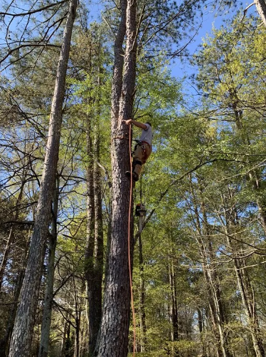 A person climbs a tall tree using ropes. The setting is a sunny forest.