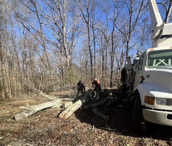 Tree service crew cuts a fallen tree near a utility truck on a sunny day.