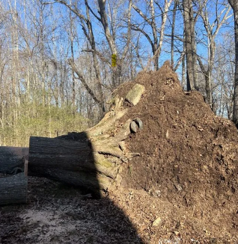 Large pile of mulch next to a tree trunk in a wooded area. Sunlight, blue sky.