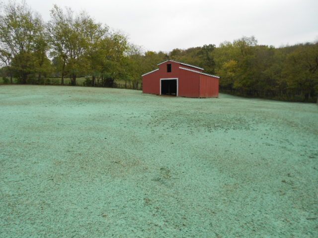 Red barn in a field coated with blue-green algae, surrounded by trees under an overcast sky