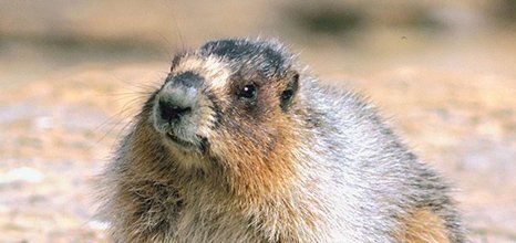 Beaver